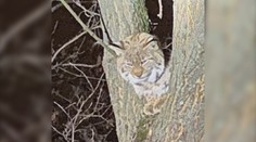 Rysa ostrovida, ktorého spozorovali v centre Prešova, sa odchytiť nepodarilo