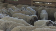 Zo stáda záhadne zmizlo až 30 oviec, pastier si to nevšimol