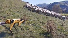 VIDEO: Salašnícke psy by sa už mali báť o miesta, ich prácu zvládne aj štvornohý robot