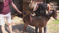 Chovateľ z Jalovca ukázal následky návštevy medveďa: Capka pred smrťou zachránil kôň