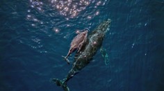 Dobrodružná veľryba prekvapila vedcov. Na ceste k rekordu preplávala cez tri oceány