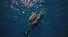 Dobrodružná veľryba prekvapila vedcov. Na ceste k rekordu preplávala cez tri oceány