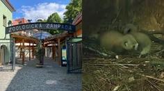 VIDEO: Vzácny prírastok v Bojniciach. Ohrozená panda červená porodila mláďatá