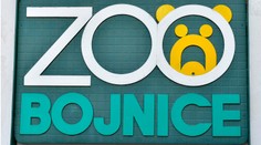 V bojnickej zoo zomrelo vzácne zviera. Ukameňovali ho opití mladíci