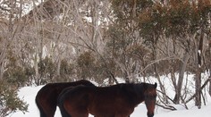 Divoké kone kanibalmi. Čo ich doviedlo k takémuto správaniu?