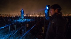 Mrazy spôsobili francúzskym vinárom najväčšie škody za 40 rokov. Značkové víno bude drahšie