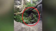 Hladný leopard skočil na dieťa v zoo. Ešteže bol za sklom