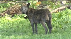 Ľudia z obce Vechec žijú v strachu. Naháňa im ho čudné zviera