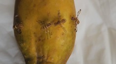 Na letisku v Prahe pribúdajú zásielky napadnuté exotickými muchami. Ich rozšírenie by malo katastrofálne následky