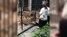 VIDEO: Desivý incident v zoo. Ošetrovateľ zachránil život dievčaťu, ktoré pustili príliš blízko ku klietke