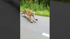 Motorkár nakrútil dramatický moment. Z lesa sa na neho vyrútil obrovský tiger