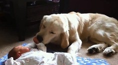 Rozkošné opatrovateľky: Psíkovia strážia bábätká