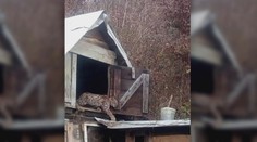 Rómsku osadu na východe terorizuje divoká šelma. Miestni majú strach a miznú im sliepky