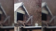 Rómsku osadu na východe terorizuje divoká šelma. Miestni majú strach a miznú im sliepky