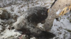 Útok medveďa na Liptove už rieši aj polícia. Pozorovateľ šeliem upozornil na dôležitý detail