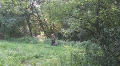 Dva útoky medveďov na cyklistov za jediný týždeň. Na miesta incidentov sme sa vrátili s lokálnymi pozorovateľmi