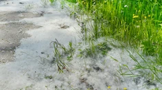 Alergikov dusí peľ. Hygienici prezradili, čo im spôsobuje značné problémy