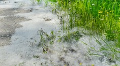Alergikov dusí peľ. Hygienici prezradili, čo im spôsobuje značné problémy