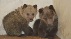 Známe medvede z bojnickej zoo majú nový domov. Sťahovanie sprevádzali prísne opatrenia, ich budúcnosť bola nejasná