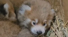 Bojnická zoologická záhrada hlási nové prírastky. Narodili sa tam pandy červené