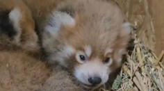 Bojnická zoologická záhrada hlási nové prírastky. Narodili sa tam pandy červené