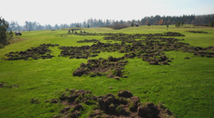 Golfové ihrisko pod Tatrami zmenili diviaky na nepoznanie