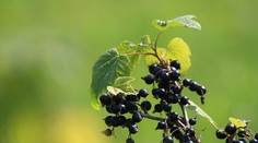 Čierne ríbezle sú vitamínovou bombou. Odborníčka vysvetľuje, prečo ich zaradiť do jedálnička