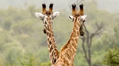 Vidíte dvojhlavú žirafu? Ide len o očný klam