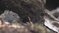 Zožerú všetko, čo je len trochu výživné. Na záhrady zaútočili premnožené hlodavce