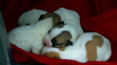 Ešte ani nerozlepili oči. Malé šteniatka našli vyhodené v kontajneri