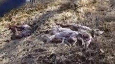 Otrasný nález od maďarských hraníc