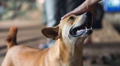 Každé zviera by malo byť po novom definované ako živý tvor, nie ako vec