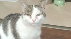 Viac ako deň hľadala svoju mačku. Našla ju postrelenú na vlastnom pozemku