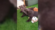 Moment, na ktorý čakali mnohí. Bojnická zoo ukázala osirelé medvieďatá naživo