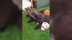Moment, na ktorý čakali mnohí. Bojnická zoo ukázala osirelé medvieďatá naživo