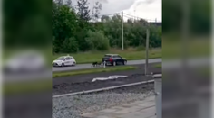 VIDEO: Psy museli dve hodiny bežať priviazané za autom. Nad vysvetlením vodiča sa zastavuje rozum