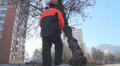 V Dolnom Kubíne za tisícky eur spílili javorovce. Je to strom, ktorý ničí prostredie a rýchlo sa šíri