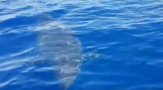 VIDEO: Pri talianskom ostrove spozorovali veľkého žraloka bieleho