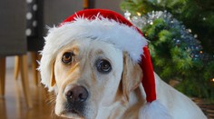 Pes nie je vianočný darček. Nemecké útulky zakázali adopciu zvierat pred sviatkami