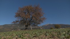 Stromom roka sa stala osamotená jabloň na kraji poľa. Slovensko bude zastupovať v celoeurópskej súťaži