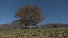 Stromom roka sa stala osamotená jabloň na kraji poľa. Slovensko bude zastupovať v celoeurópskej súťaži