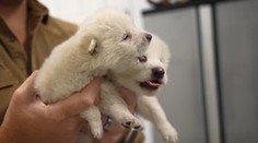 Obrovský míľnik vo vede: Firma vzkriesila pravlka obrovského, ktorý vyhynul pred vyše 12-tisíc rokmi