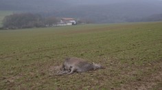 Neznámy strelec zabil v lesoch pri Trenčíne divú zver: Strieľal zrejme len tak z pasie