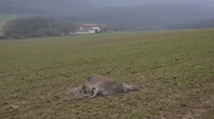 Neznámy strelec zabil v lesoch pri Trenčíne divú zver: Strieľal zrejme len tak z pasie