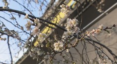 Uplynulé teplé dni pobláznili prírodu. V Trenčíne už majú snežienky, v Bratislave kvitnú čerešne