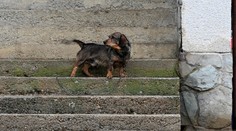 VIDEO: Dráma pri Senici: V obci Kunov sa valila voda domom