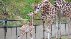 Už aj žirafám hrozí vyhynutie