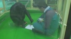 Vedela pracovať s číslami a prekabátila aj vedcov. Zomrela celosvetovo známa šimpanzica