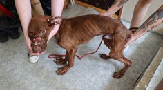 FOTO: Vychudnutý, doráňaný a bez častí uší. Mladý pár brutálne týral svojho psa