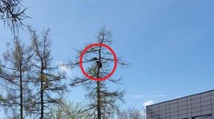 Medvedicu, ktorá vyliezla s mláďatami na strom, museli uspať